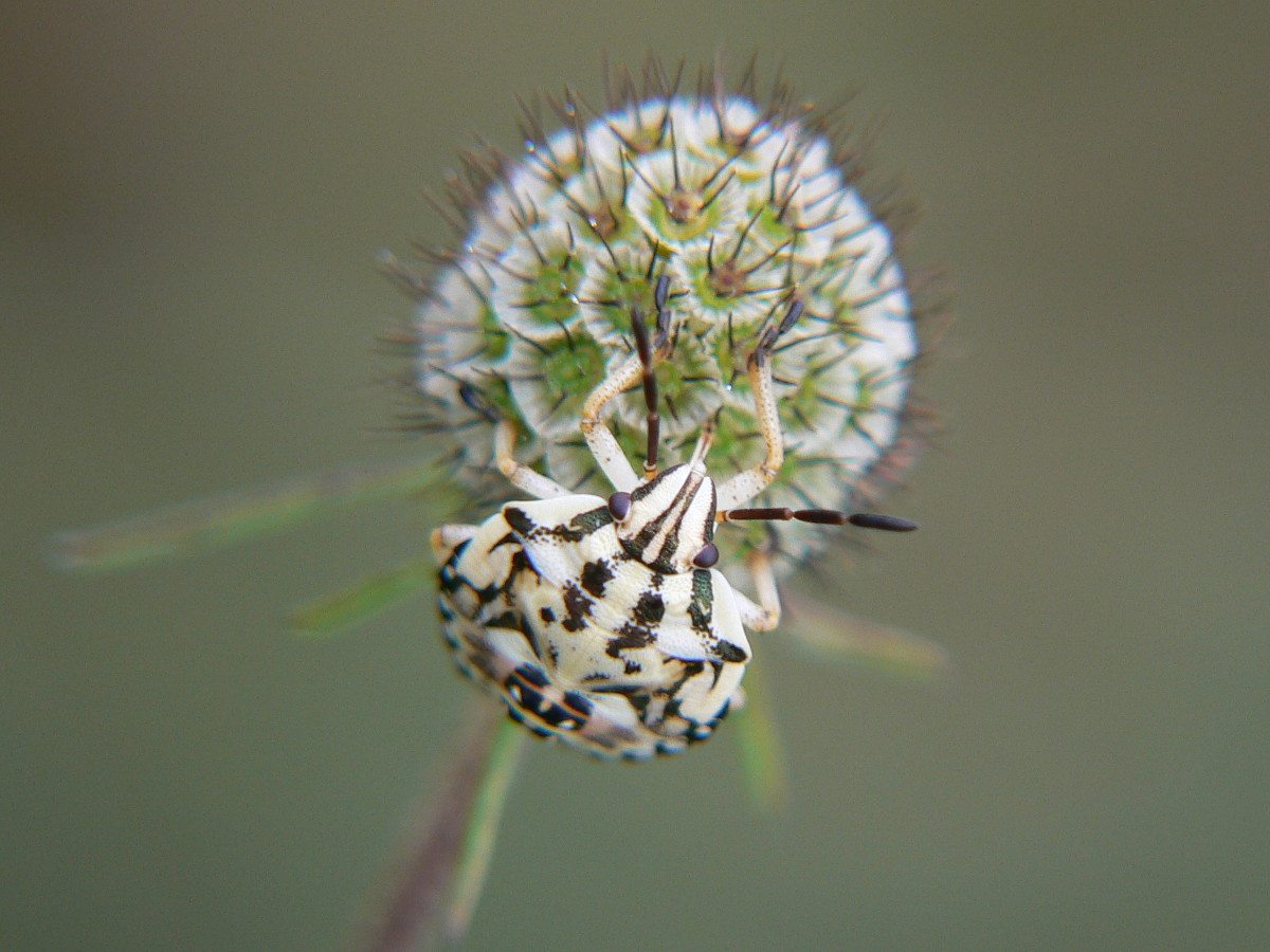 Carpocoris pudicus, adulto e giovane